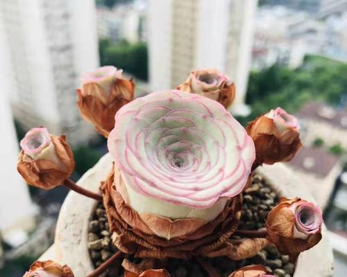 以花枫的记忆恢复之路（探索记忆世界，重拾失落的片段）-第2张图片-绿意生活