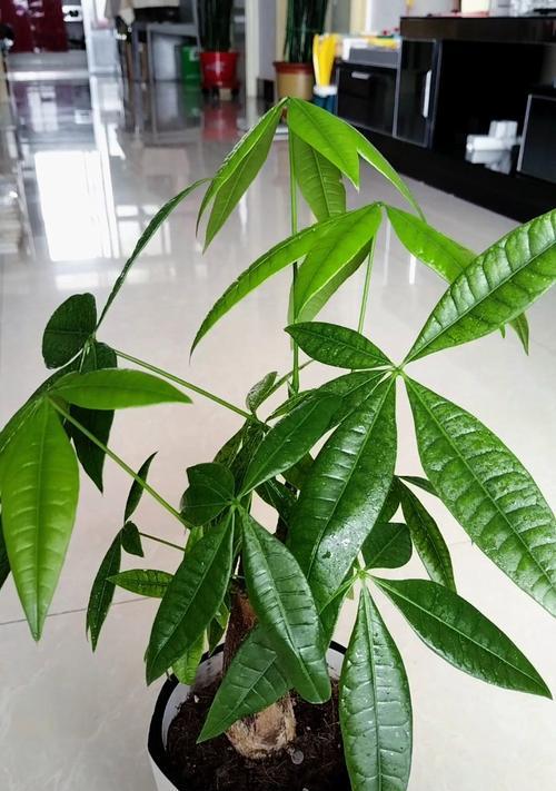 如何正确选择发财树肥料（掌握发财树肥料的使用技巧，让你的植物茁壮成长）-第2张图片-绿意生活