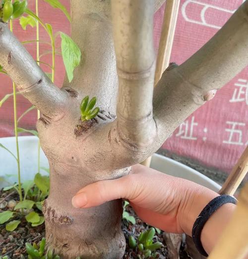 吸财树为何频繁掉叶子？（探寻吸财树叶子脱落的原因与解决方法）-第1张图片-绿意生活