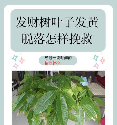 吸财树为何频繁掉叶子？（探寻吸财树叶子脱落的原因与解决方法）-第3张图片-绿意生活
