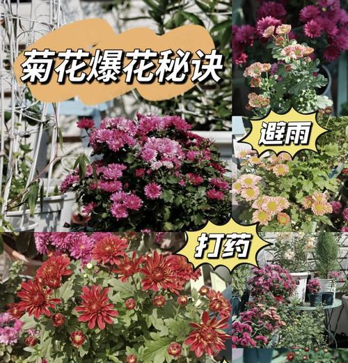 菊花冬季保养的秘诀（室内养护和户外保护，）-第3张图片-绿意生活