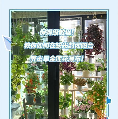 旱金莲叶子黄的补救措施（重要）-第3张图片-绿意生活