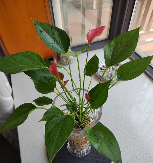 探索以粉掌的花的生长之谜（揭秘以粉掌的花的成长过程和特点）-第1张图片-绿意生活