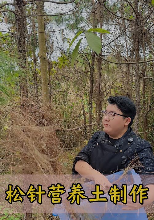 松树皮与月季专用土的配搭方法（优化月季生长环境，松树皮成为理想选择）-第1张图片-绿意生活