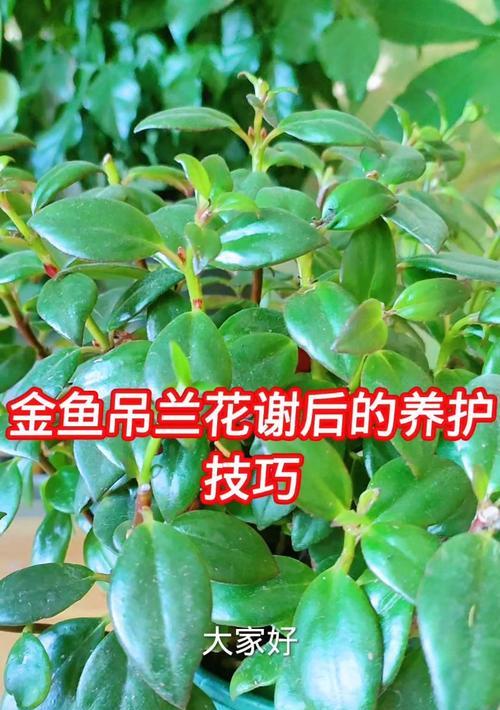 金鱼吊兰叶子白斑的治疗方法（如何有效治疗金鱼吊兰叶子上的白斑问题）-第1张图片-绿意生活