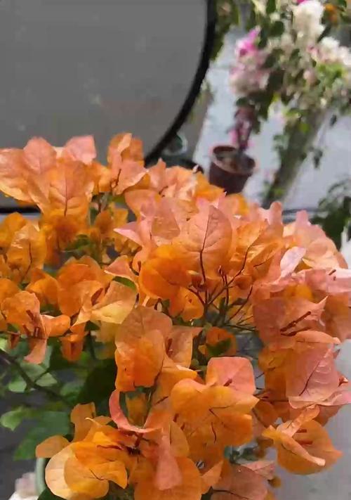 三叶梅修枝的技巧与注意事项（打造优美形态，提升花朵质量，三叶梅修枝关键步骤和注意事项）-第2张图片-绿意生活