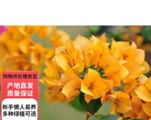 三叶梅修枝的技巧与注意事项（打造优美形态，提升花朵质量，三叶梅修枝关键步骤和注意事项）-第3张图片-绿意生活