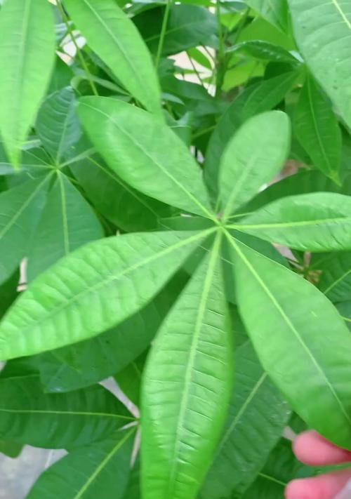 发财树冬天如何在室外安全度过？（室外环境对发财树的影响及保护方法）-第3张图片-绿意生活
