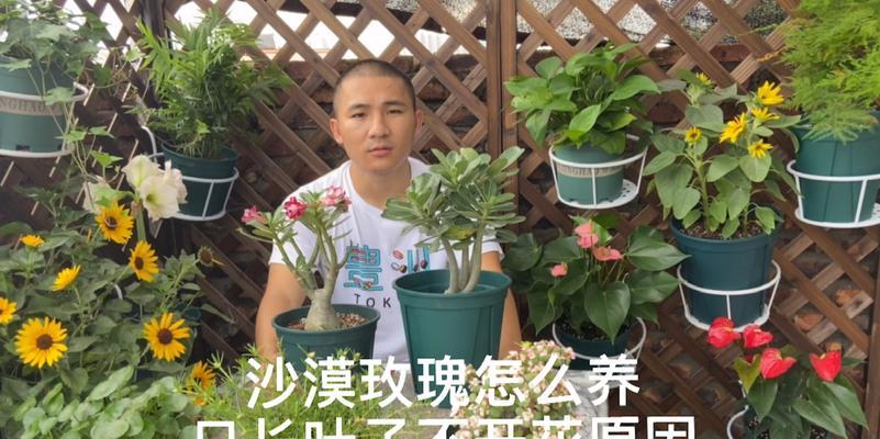 玻璃翠不开花的原因及解决方法（探究影响玻璃翠开花的因素，教你让玻璃翠开出美丽花朵）-第2张图片-绿意生活