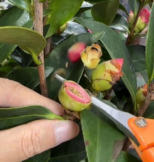 冬天茶花树的养护技巧（让您的茶花树在寒冷的冬天绽放美丽）-第1张图片-绿意生活