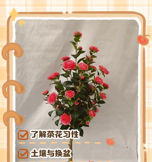 冬天茶花树的养护技巧（让您的茶花树在寒冷的冬天绽放美丽）-第2张图片-绿意生活