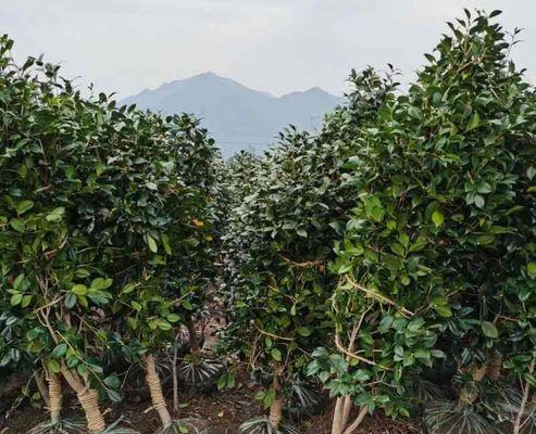 冬天茶花树的养护技巧（让您的茶花树在寒冷的冬天绽放美丽）-第3张图片-绿意生活