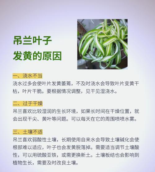 蕙兰根部叶子发黄原因及处理方法（如何有效处理蕙兰根部叶子发黄问题）-第2张图片-绿意生活
