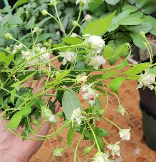 月季修剪技巧——让花枝繁茂绽放（掌握关键修剪技巧，打造美丽的月季花园）-第1张图片-绿意生活