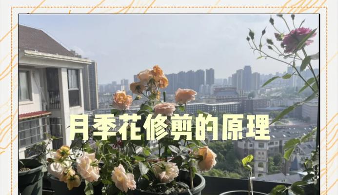 月季修剪技巧——让花枝繁茂绽放（掌握关键修剪技巧，打造美丽的月季花园）-第3张图片-绿意生活