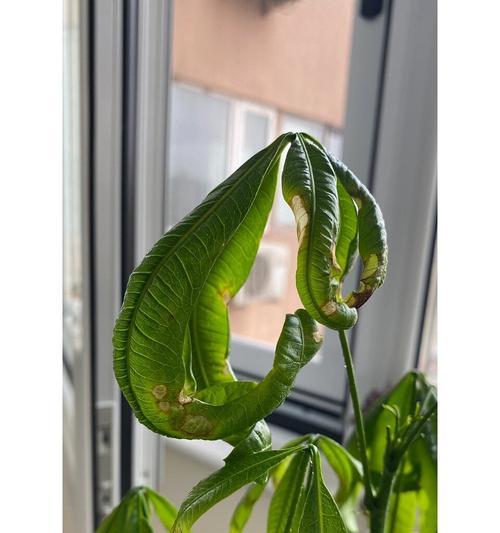 发财树茎软问题处理方法（轻松应对发财树茎软问题，让您的植物茁壮成长）-第2张图片-绿意生活