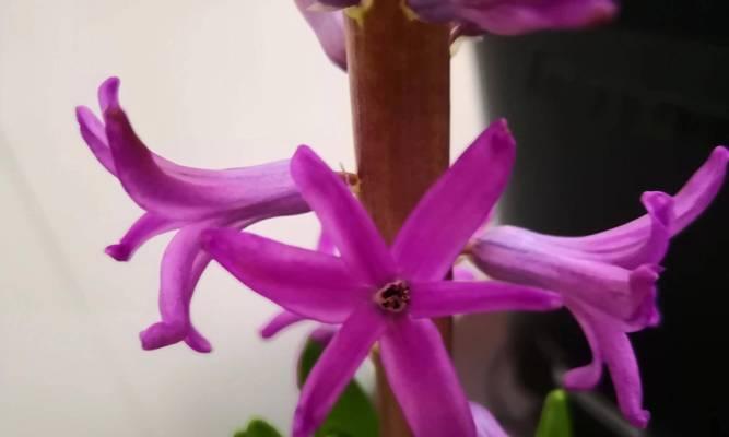风信子开花后的护理与处理（一起来探究风信子花后的护理方法及技巧）-第2张图片-绿意生活