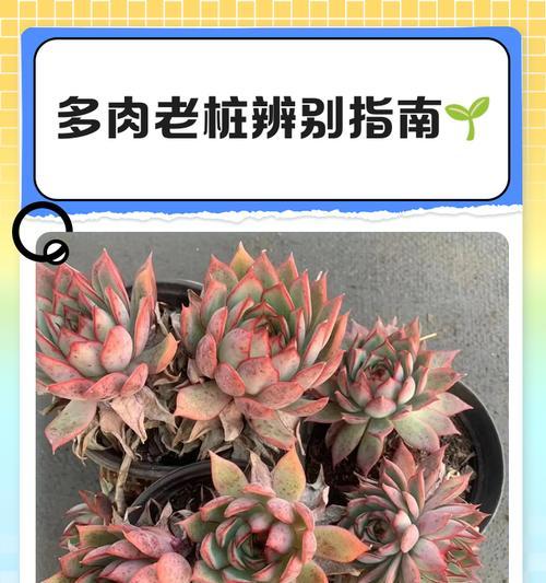 多肉植物干透的全过程（关于多肉植物如何干透的实用指南）-第2张图片-绿意生活
