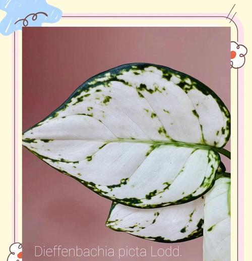 花叶万年叶子黄焉？教你恢复叶片健康的方法！（挽救叶子黄化，让花叶万年苏醒的秘诀揭晓）-第2张图片-绿意生活