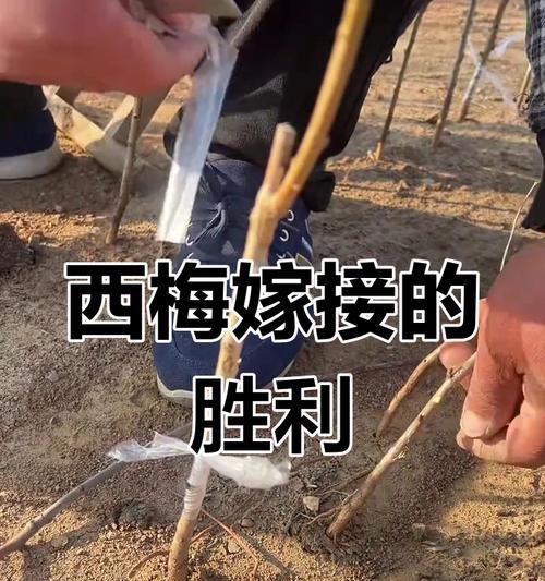 从嫁接到原生，探寻梅花的华丽蜕变-第2张图片-绿意生活