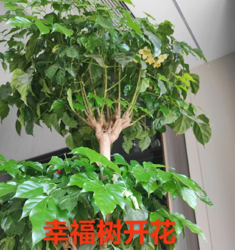 幸福树花结果之奇妙变化（探寻幸福树花结果的秘密，悦目景色与内涵丰富）-第1张图片-绿意生活