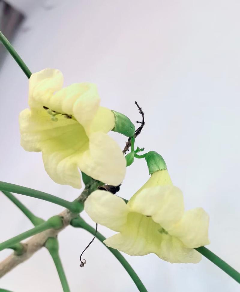 幸福树花结果之奇妙变化（探寻幸福树花结果的秘密，悦目景色与内涵丰富）-第2张图片-绿意生活