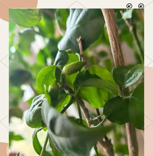 幸福树花结果之奇妙变化（探寻幸福树花结果的秘密，悦目景色与内涵丰富）-第3张图片-绿意生活