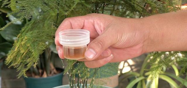 夏天文竹怎么养浇水（科学浇水技巧让夏天文竹茁壮成长）-第1张图片-绿意生活