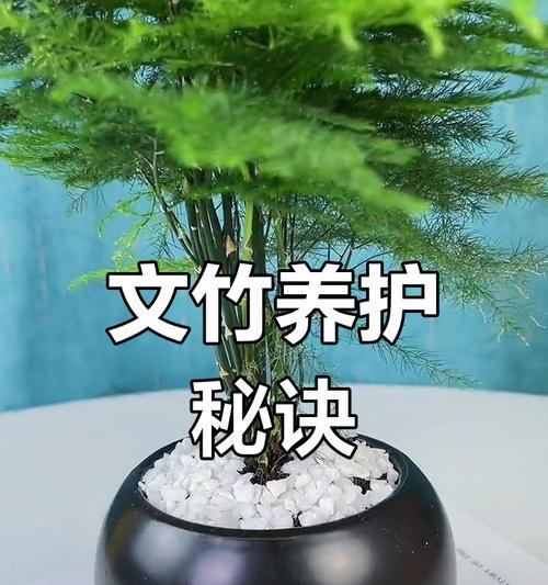 夏天文竹怎么养浇水（科学浇水技巧让夏天文竹茁壮成长）-第2张图片-绿意生活