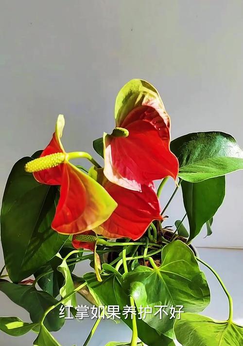 红掌花朵断了的原因及处理方法（红掌花朵断裂的症状与修复技巧）-第1张图片-绿意生活