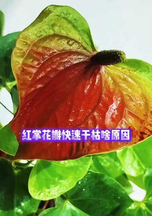 红掌花朵断了的原因及处理方法（红掌花朵断裂的症状与修复技巧）-第3张图片-绿意生活
