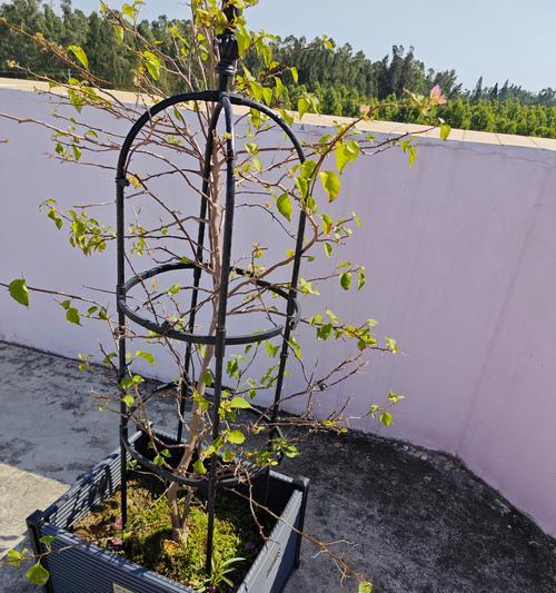 蜂蜜水浇花的神奇作用（探秘蜂蜜水如何为花草植物施肥）-第1张图片-绿意生活