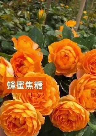 蜂蜜水浇花的神奇作用（探秘蜂蜜水如何为花草植物施肥）-第2张图片-绿意生活