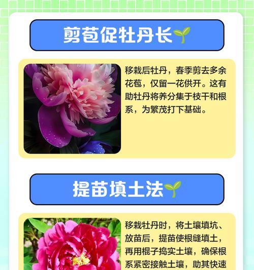四季牡丹生根的技巧与方法（培育健康四季牡丹的秘诀与经验）-第1张图片-绿意生活