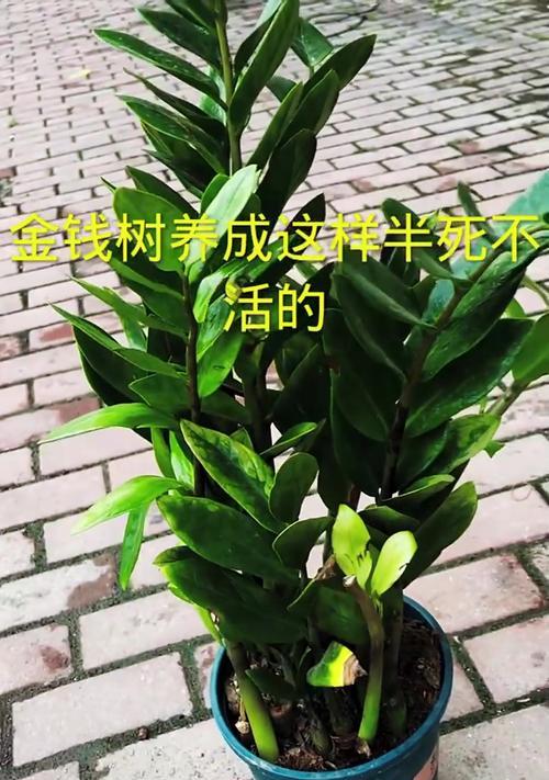 如何正确修剪盆景金钱树（掌握关键技巧，让你的盆景金钱树更美丽茂盛）-第3张图片-绿意生活