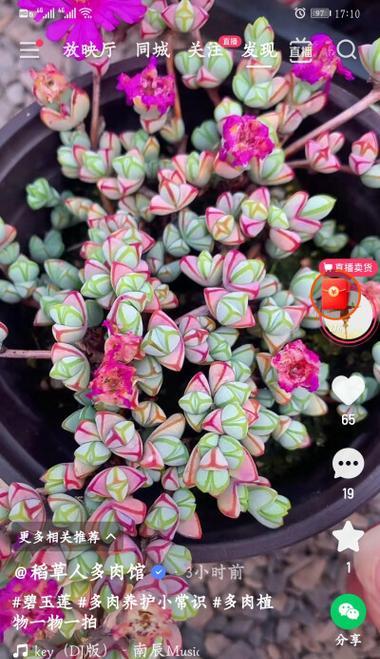 多肉魔法师（多肉植物养护指南及繁殖技巧）-第2张图片-绿意生活