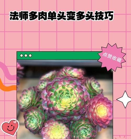 多肉魔法师（多肉植物养护指南及繁殖技巧）-第1张图片-绿意生活