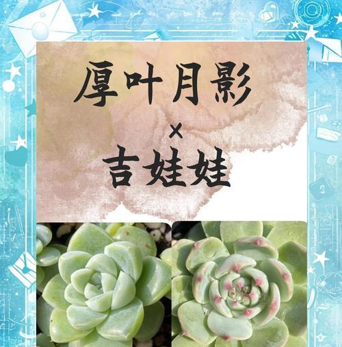 厚叶花养护指南（打造绿意盎然的厚叶花园）-第3张图片-绿意生活