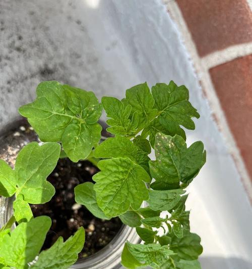 花叶上有白碱，该如何处理？（白碱对花叶的影响及有效处理方法）-第1张图片-绿意生活