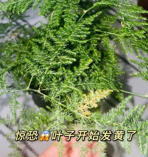 花叶上有白碱，该如何处理？（白碱对花叶的影响及有效处理方法）-第3张图片-绿意生活