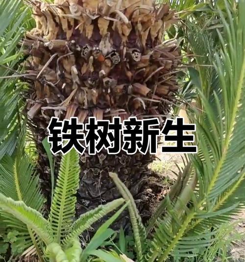 铁树叶子掉落的原因及影响（揭秘铁树叶子掉落的谜团，探究其生态影响力）-第1张图片-绿意生活