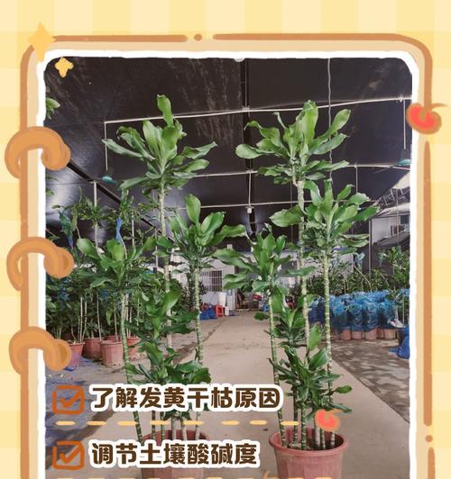 铁树叶子掉落的原因及影响（揭秘铁树叶子掉落的谜团，探究其生态影响力）-第3张图片-绿意生活