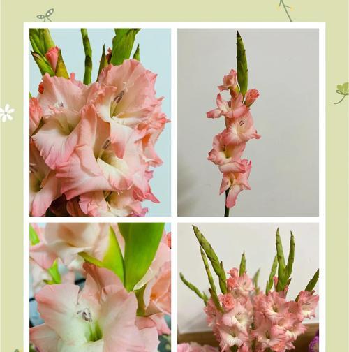 孤傲之花花语（以孤傲为主题的花语解读与赏析）-第2张图片-绿意生活