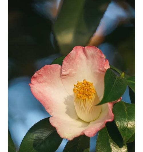 孤傲之花花语（以孤傲为主题的花语解读与赏析）-第1张图片-绿意生活