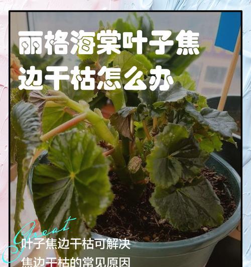 叶子尖干枯怎么办？救活枯萎植物的方法（有效的护理方法让植物恢复生机）-第2张图片-绿意生活
