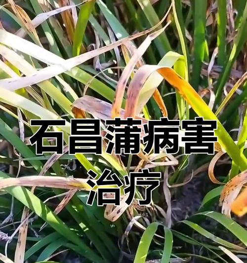 叶子尖干枯怎么办？救活枯萎植物的方法（有效的护理方法让植物恢复生机）-第3张图片-绿意生活