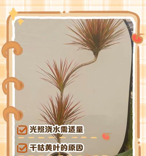 叶子尖干枯怎么办？救活枯萎植物的方法（有效的护理方法让植物恢复生机）-第1张图片-绿意生活