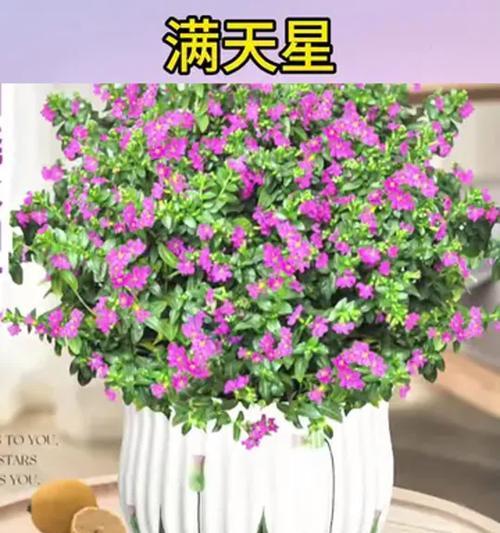 冷天怎么养满天星？（让你的满天星在寒冷的冬季中绽放光彩）-第3张图片-绿意生活
