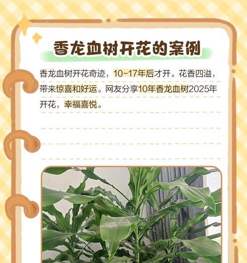龙血树开花后的护理方法（如何让龙血树更美丽健康）-第1张图片-绿意生活