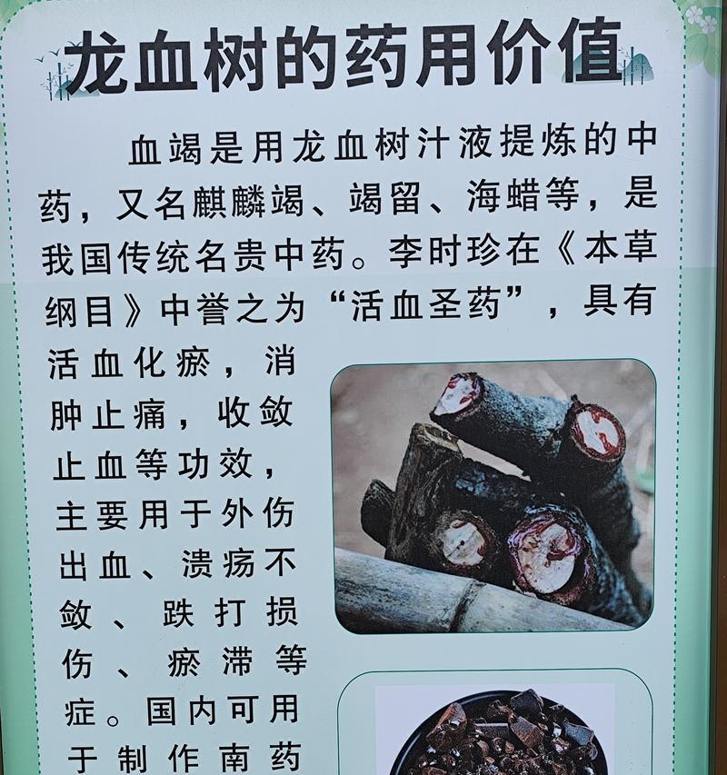 龙血树开花后的护理方法（如何让龙血树更美丽健康）-第2张图片-绿意生活
